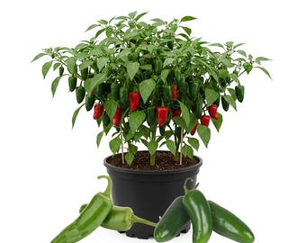 Dos plantas de chile jalapeño vivas en una maceta, de 5 a 7,5 cm de altura, planta de chile viva, planta de hortaliza para jardín exterior, plántula bien enraizada.
