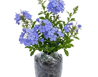 Plumbago azul, planta viva de 10-20 cm de altura, 2 plantas en una maceta, plantas de plumbago azul, plantas de flores perennes para su jardín.