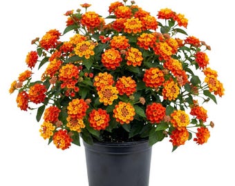 Planta de lantana de color naranja brillante, 2 plantas por maceta, de 10 a 15 cm de altura, planta de lantana, planta de flores coloridas para el jardín de casa.