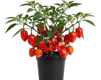 Plantas de pimiento Tabasco vivas, 2 plantas por maceta, de 7,5 a 15 cm de altura, cultive plantas de chile picante para patio.