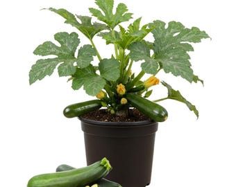 Dos plantas de calabacín verde en una maceta, de 7,6 a 13,7 cm de altura, planta de calabacín viva, planta de hortalizas para jardín al aire libre, plántula bien enraizada.
