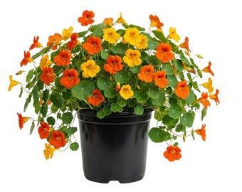 2 Whirlybird Nasturtium Plant in One Pot, 3-5 Inch Tall, Nasturtium Plant Live, Blooms Ornamental Tree, Suitable for Outdoor Growing
