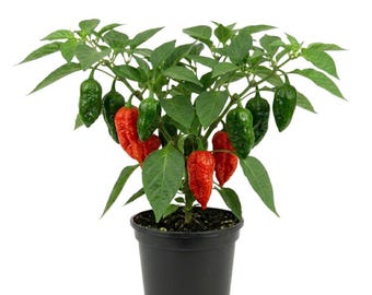 Planta viva de pimientos Jolokia Ghost rojos, maceta de 10 cm, de 7,5 a 15 cm de altura, plantas de pimiento vivas para plantar.