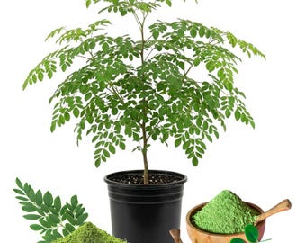 Dos plantas vivas de moringa por maceta, de 10 a 18 cm de altura, Moringa oleifera, plantas medicinales tropicales para cultivo al aire libre.