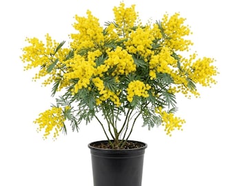 Mimosa Wattle (Acacia) Planta viva en maceta, de 7,5 a 12,5 cm de altura, árbol ornamental de rápido crecimiento, hermosa planta de jardín exterior con follaje delicado.