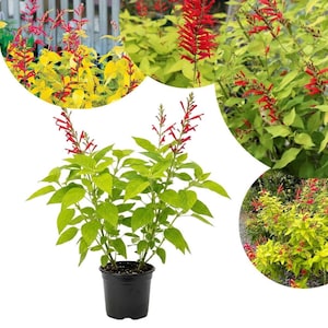 May include: A potted Salvia plant featuring vibrant chartreuse-yellow foliage and slender, upright spikes of bright red tubular flowers. The plant is housed in a simple black plastic nursery container, showcasing its distinct color contrast.
