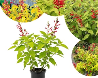 Salvia piña, planta viva en maceta de 10 cm, 2 plantas por maceta, plantas de salvia vivas, planta de jardín vibrante para macetas de patio.