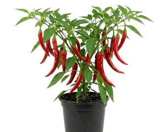 Planta de pimiento rojo picante en maceta de 10 cm, de 7,5 a 15 cm de altura, 2 plantas por maceta, planta de pimiento largo, planta de chiles comestibles para jardín doméstico