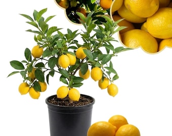 Limonero Meyer vivo, 10-15 cm de alto, limón amarillo vivo, cítricos enanos, de alto rendimiento para interior y exterior.