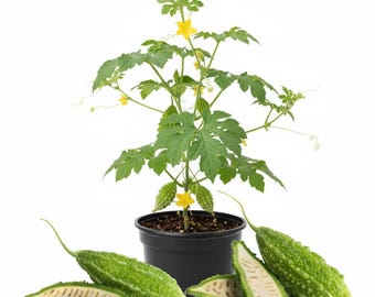 Plantas de melón amargo vivas, de 10 a 15 cm de altura, planta de melón amargo viva, planta vegetal para jardín al aire libre, plántula bien enraizada