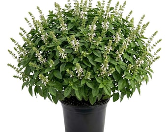 Albahaca dulce, planta viva de 7,5 a 12,5 cm de altura, 2 plantas por maceta, albahaca de hojas grandes, planta viva para jardinería de interior y exterior.