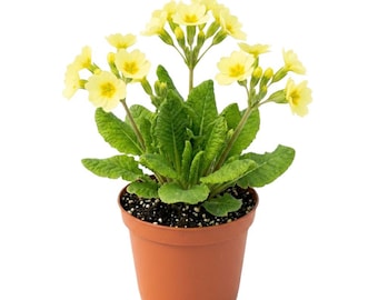 Planta viva de onagra temprana de 5 a 8 pulgadas de altura en maceta, plantas de flores de onagra vivas, perenne para plantar.