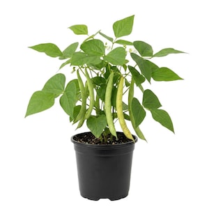 May include: A potted bean plant with vibrant green leaves and several long, slender green and yellow beans. The plant is in a black plastic pot, set against a white background. The image showcases a fresh, healthy vegetable plant.