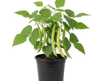 Plántula viva de frijol pinto, 2 plantas en una maceta, planta de frijol verde para huerto doméstico, planta orgánica de fácil cultivo.