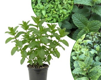 Planta de menta piperita de 7,5 a 12,5 cm de altura para cultivo en macetas, planta joven de menta piperita en maceta de 10 cm.
