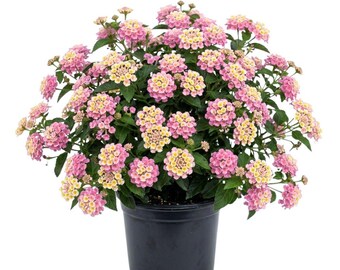 Planta de lantana rosa brillante en maceta de 10 cm, 2 plantas por maceta, plantas de lantana de 10-15 cm de altura, planta de jardín vibrante para macetas de patio.