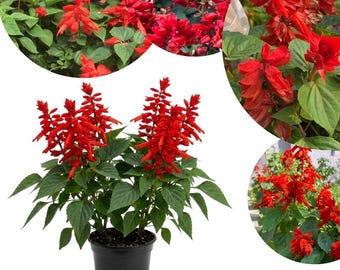 Planta viva de salvia roja en maceta de 10 cm, 2 plantas por maceta, plantas vivas de salvia roja, planta de jardín vibrante para macetas de patio.