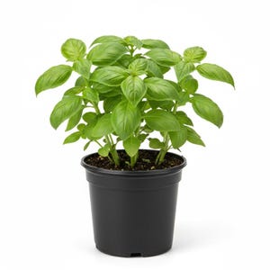 May include: A potted basil plant with vibrant green leaves. The plant is in a black plastic pot, set against a white background. The basil leaves are lush and healthy, showcasing a fresh, natural appearance. Ideal for culinary use or as a decorative houseplant.