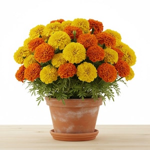 May include: A terracotta pot filled with vibrant marigold flowers in shades of yellow and orange. The flowers are in full bloom, creating a dense, rounded shape. The pot sits on a matching saucer, and the plant has green foliage.
