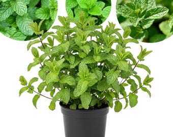 Planta de hierbabuena de 7,5 a 12,5 cm de altura para cultivo en maceta, planta joven de menta en maceta de 10 cm.