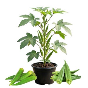 Okra Plants Live in One Pot, 3-5 Inch Tall, Live Okra Plant, Vegetable Plant Outdoor Garden, Well Rooted Seedling