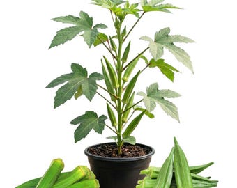 Plantas de okra vivas en una maceta, de 7,5 a 12,5 cm de altura, planta de okra viva, planta de hortaliza para jardín exterior, plántula bien enraizada.