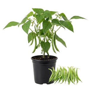 May include: A green bean plant in a black pot, with several green beans hanging from the plant. A small pile of green beans is next to the pot. The plant has green leaves and small white flowers.