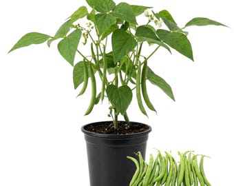 2 plantas vivas de judías verdes en maceta, de 7,5 a 12,5 cm de altura, plantas frescas de judías verdes para plantar al aire libre.