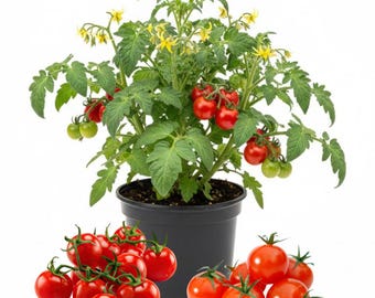2 plantas de tomate cherry vivas, de 15-20 cm de altura, planta de tomate viva, planta de hortaliza para jardín exterior, plántula bien enraizada.