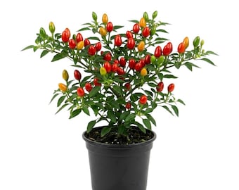 Plantas vivas de chile piquín, de 7,5 a 15 cm de altura, en maceta de 10 cm. Plantas de pimiento picante para huerto doméstico.