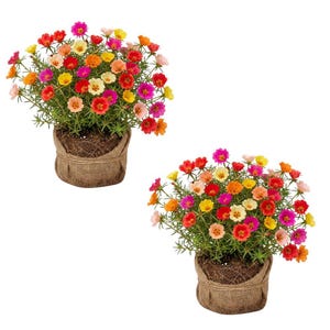 May include: Two potted plants featuring vibrant, multi-colored portulaca flowers in shades of red, orange, yellow, pink, and white. Each plant has thin, needle-like green foliage and is contained in a rustic, brown burlap fabric wrap.