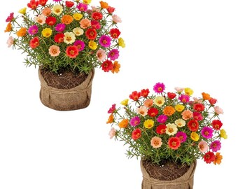 2 plantas vivas de Portulaca, de 5 a 8 pulgadas de alto, en maceta. Plantas de flores de Portulaca vivas, perennes para plantar.