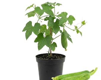 Plantas vivas de lufa, 2 plantas en una maceta, de 7,5 a 12,5 cm de altura, planta de lufa viva, planta de hortaliza para jardín exterior, plántula bien enraizada.