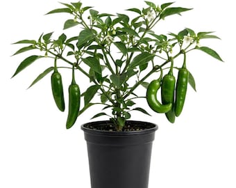 Planta de pimiento serrano picante viva, maceta de 10 cm, altura de 7,5 a 15 cm, 2 plantas de pimiento verde por maceta, planta de huerto para plantar.