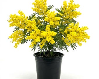 Mimosa Wattle Plant, 3-5 Inch Tall, Acacia Plant Live, Yellow Blooms Ornamental Tree, Suitable for Outdoor Growing