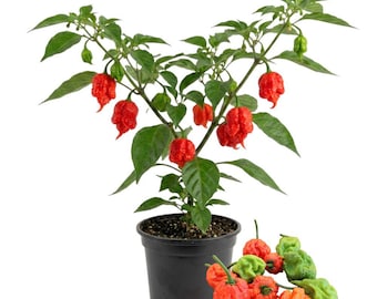 Planta de pimiento Carolina Reaper viva, maceta de 10 cm, planta de 7,5 a 15 cm de altura, pimiento picante extra fuerte para huertos domésticos.