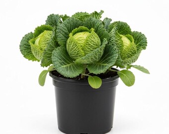 Plantas de repollo vivas, de 10 a 15 cm de altura, plantas de repollo vivas, huerto al aire libre, plántula bien enraizada