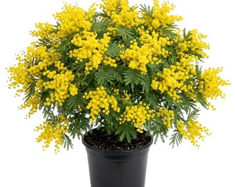 Planta joven de mimosa (Acacia mimosa), árbol vivo en maceta, de 7,5 a 12,5 cm de altura, planta ornamental fácil de cultivar para patios, jardines y paisajes.