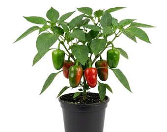 Planta viva de pimientos dulces, maceta de 10 cm, de 7,5 a 15 cm de altura, plantas de pimiento vivas para plantar.