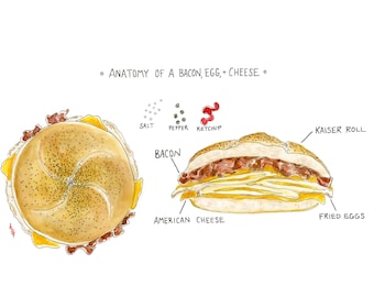 Anatomy of a Bacon, Egg, and Cheese- New York classic print