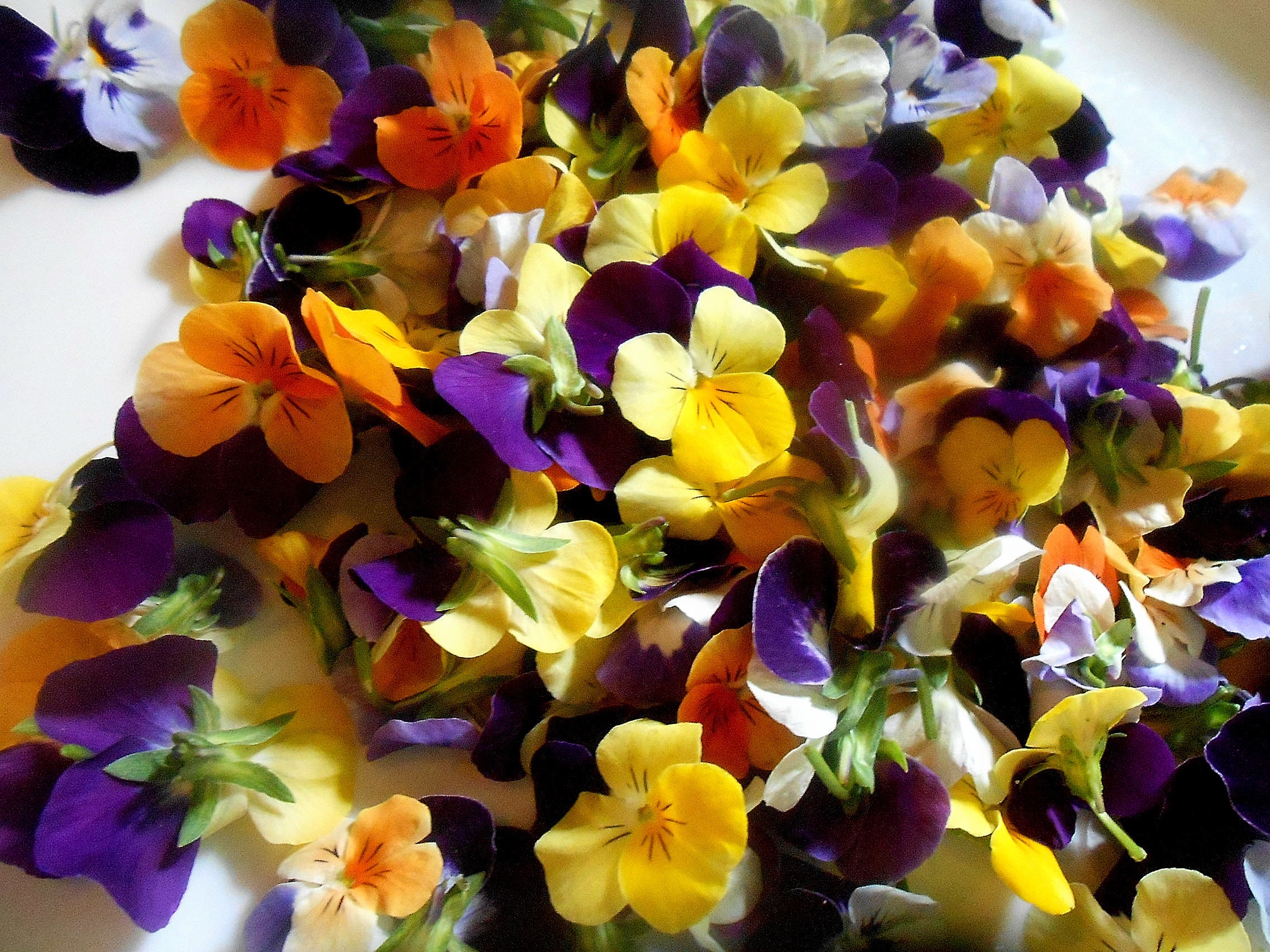 EDIBLE FLOWERS VIOLAS 50 Bright Color Collection Fresh Edible Etsy