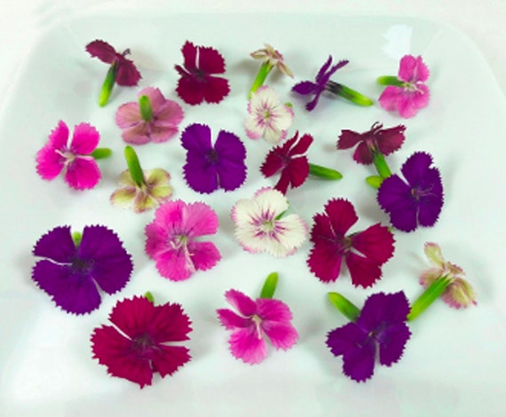 EDIBLE FRESH COCKTAIL 150 Flowers Overnight, Garnishes, Floral Delight  Cocktail, Recipe Included, Micro Dianthus, Violas 