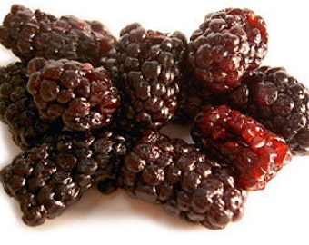Why Weight FRUIT NUT SNACKS Sugar Free, 27 Varieties Blackberry Bars, Gluten Free, Vegan, Diet Bars, Acai Berry, Brindle Berry, 9