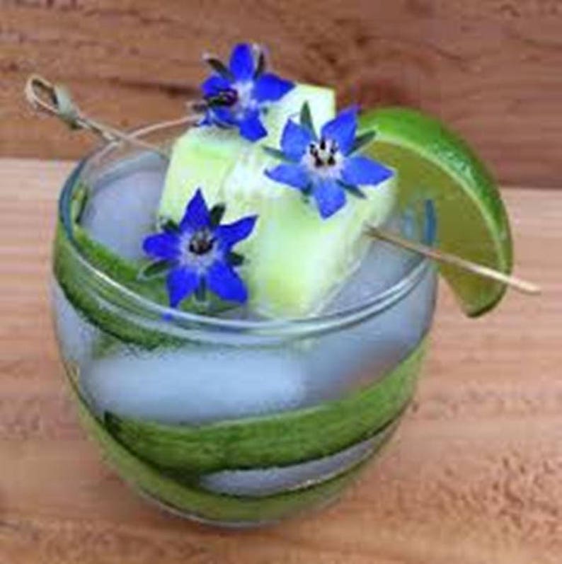 REAL EDIBLE BORAGE100 Cobalt Blue Edible Flowers Bulk Etsy