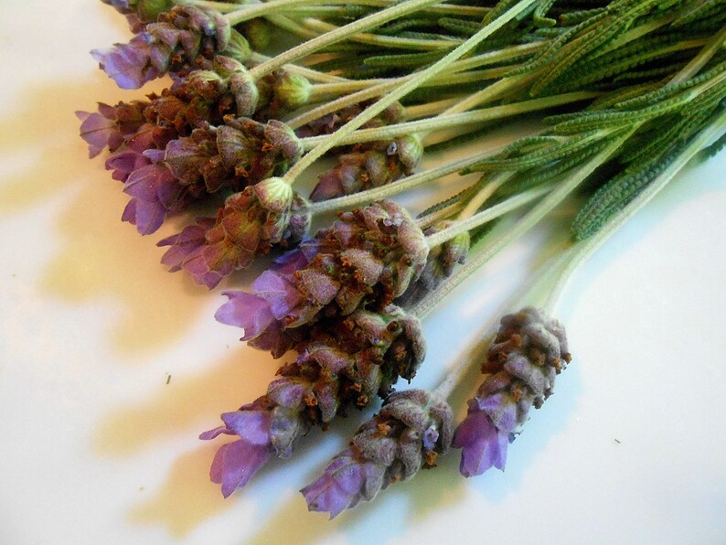 FRESH LAVENDER FLOWERS Lavender Branches Fragrant Edible Etsy