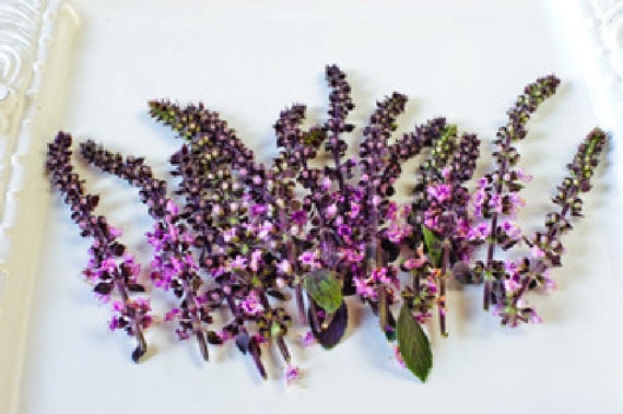 FRESH LAVENDER FLOWERS, Lavender Branches Fragrant Edible Decorative 25  Stems Restaurant Supply Overnight Included 