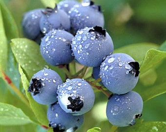 ANTIOXIDANT DIET SNACKS, Blueberry Bars Why Weight
