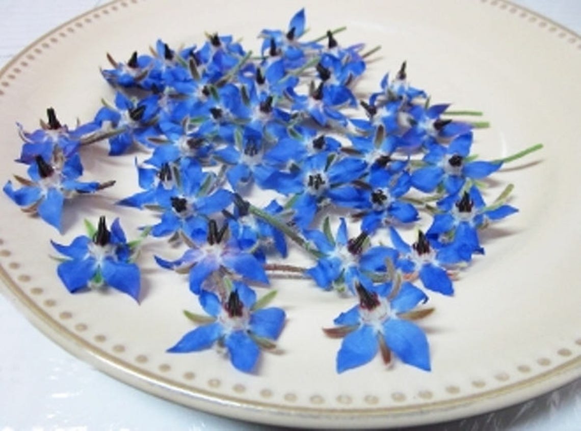 EDIBLE FLOWERS BORAGE Edible Deep Blue Flowers Salads Ice Etsy