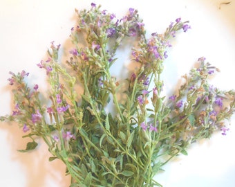 FRESH MINT LAVENDER, Blue Flower Lavender Branches Fragrant Edible Decorative 25 stems Overnight Included