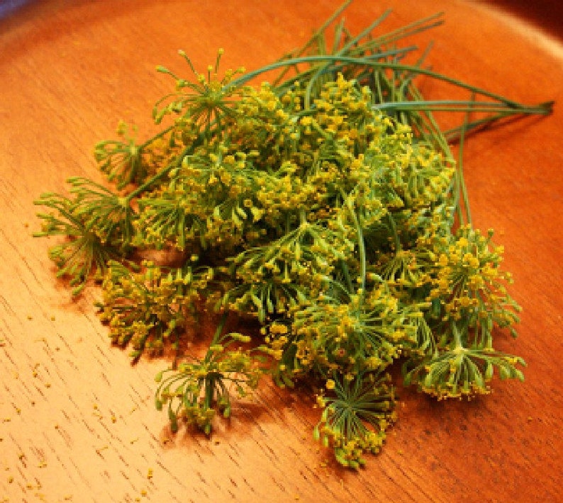 FRESH ORGANIC DILL Blossoms Small Dill Tops Flower fragrant Etsy